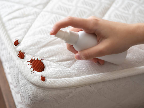 Best Bed Bug Extermination  in Lone Pine, CA