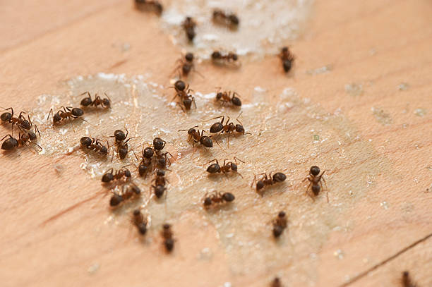 Best Pest Control Cost  in Lone Pine, CA